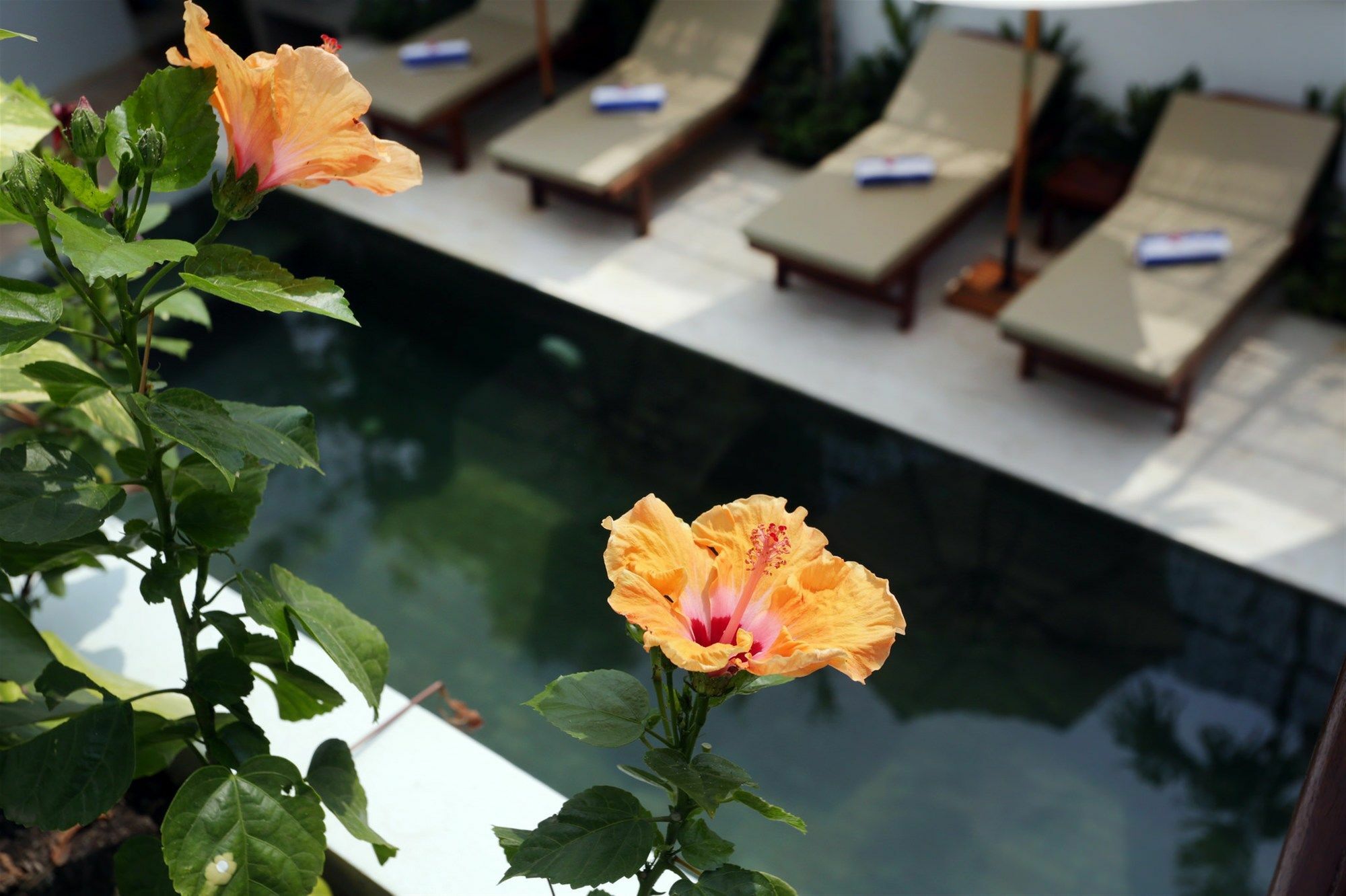 Sam So Boutique Villa Siem Reap Exterior photo